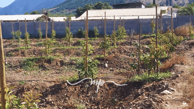 Terreno en La Calera - LA CALERA PARCELA 20 MIL M2 PALTA HASS-1 Terreno en La Calera - LA CALERA PARCELA 20 MIL M2 PALTA HASS-1