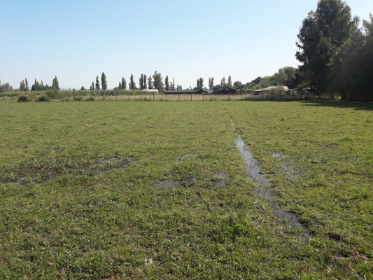 Parcela de Agrado en Talca - PARCELA 20000 M2 SAN RAFAEL, TALCA-1 Parcela de Agrado en Talca - PARCELA 20000 M2 SAN RAFAEL, TALCA-1
