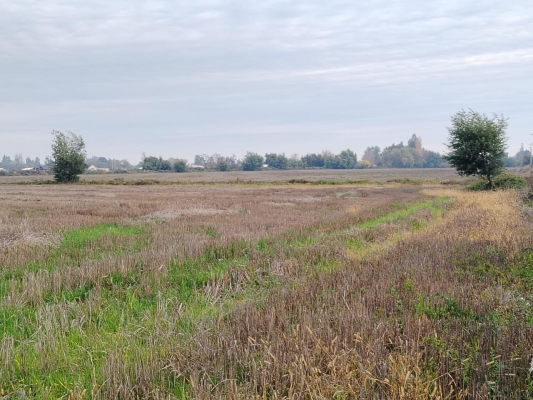 Terreno en San Clemente - CAMPO 12 HA MUY PRACTICO Y BIEN UBICADO SAN CLE...-1 Terreno en San Clemente - CAMPO 12 HA MUY PRACTICO Y BIEN UBICADO SAN CLE...-1