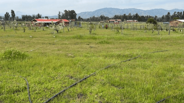 Parcela de Agrado en Marchihue - PARCELA CON AGUA Y LUZ A 130 KMS DE SANTIAGO-1 Parcela de Agrado en Marchihue - PARCELA CON AGUA Y LUZ A 130 KMS DE SANTIAGO-1