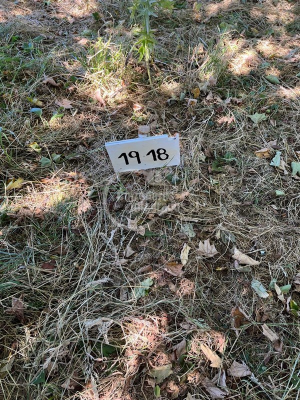 -8