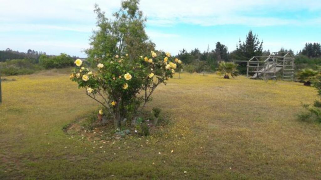 algarrobo-(73976)-7