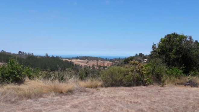 algarrobo-(73976)-8