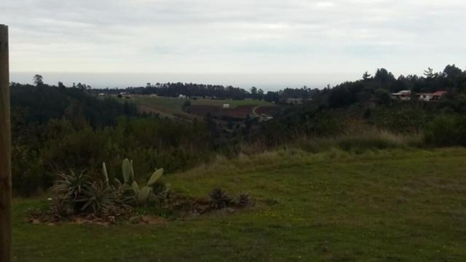 algarrobo-(73976)-9