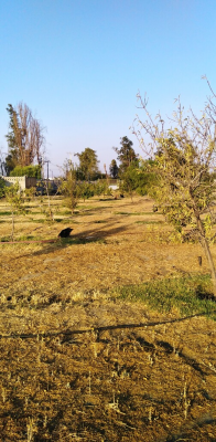 irene-frei-(73963)-8