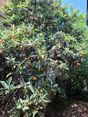 p20254804xjw-9