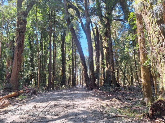 p20254839c0u-4