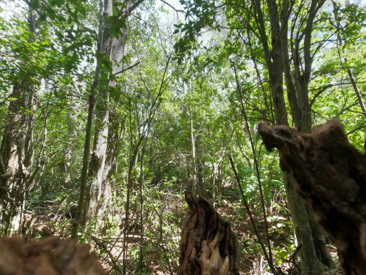 vende-predio-san-fabian,-naturaleza-plena-(78894)-3