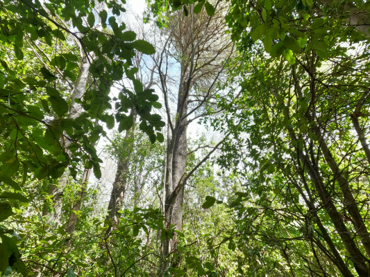 vende-predio-san-fabian,-naturaleza-plena-(78894)-4