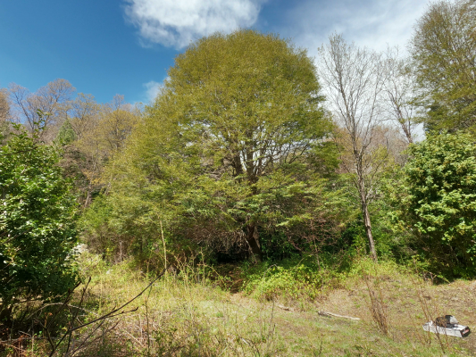 vende-predio-san-fabian,-naturaleza-plena-(78894)-6