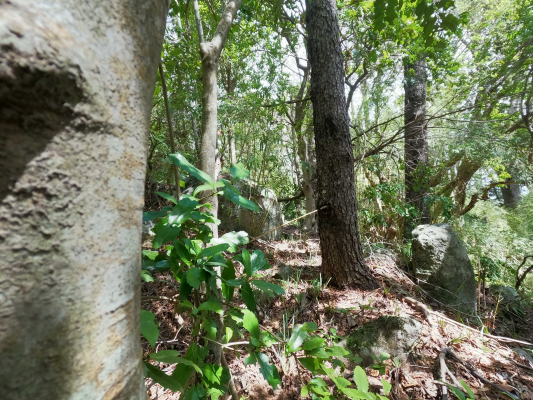 vende-predio-san-fabian,-naturaleza-plena-(78894)-9