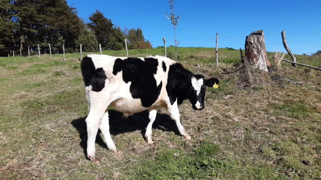-13