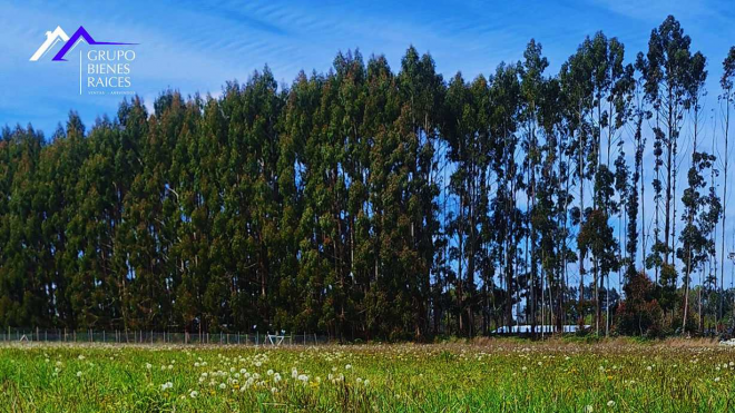parcela-frutillar-(72449)-7
