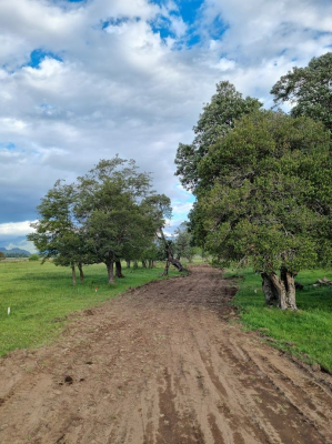 p20255479h29-5