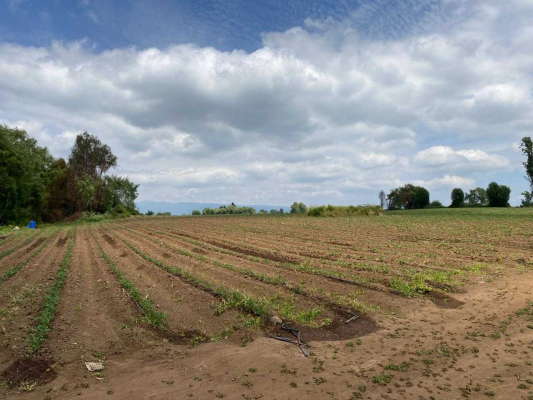 espectacular-campo-a-la-venta-en-teno-(130845)-4