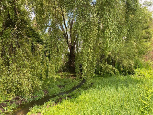espectacular-campo-a-la-venta-en-teno-(130845)-5