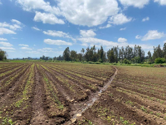 espectacular-campo-a-la-venta-en-teno-(130845)-8