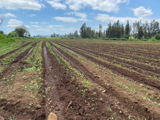 espectacular-campo-a-la-venta-en-teno-(130845)-9