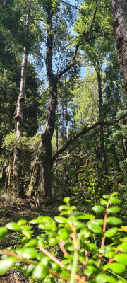 parcela-pucon-rol-luz-agua-entrega-inmediata-(1-7