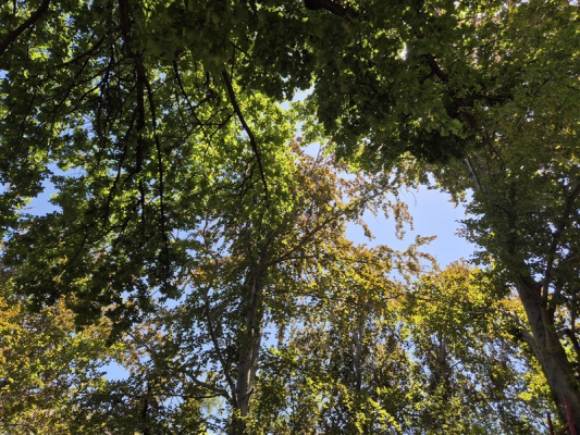 116108036-4