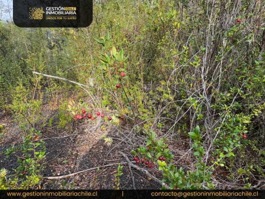 exclusiva-parcela-rodeada-de-naturaleza-(146921)-6