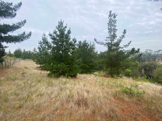 venta-terreno-en-aguada-bucalemu-(75987)-8