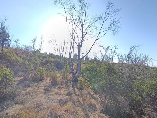 oportuidad-parcela-en-5000-m2-limache-(142224)-5