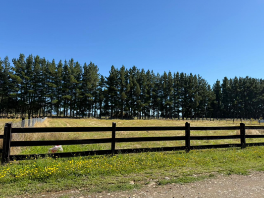p20266682rmx-3