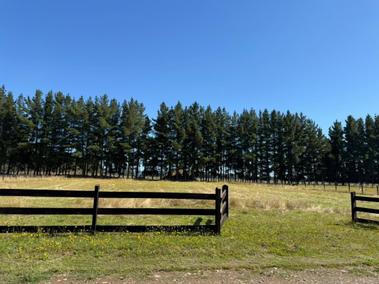 p20266682rmx-4