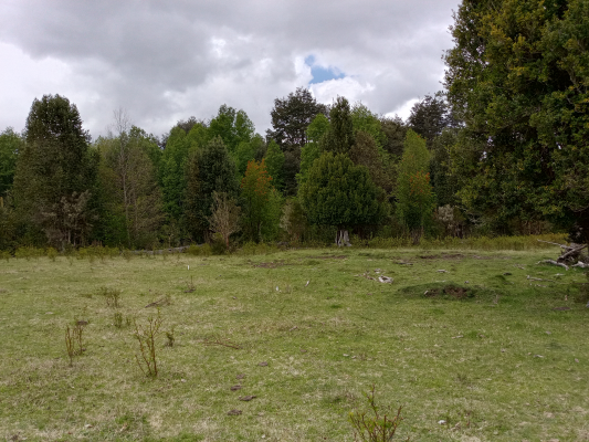 parcelas-cudico-15-km-de-lican-ray,-lindo-y-tra-4