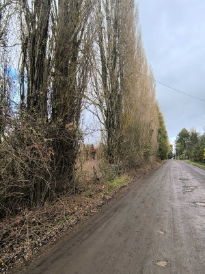 5700-m²-en-sector-consolidado-osorno-(153364)-3