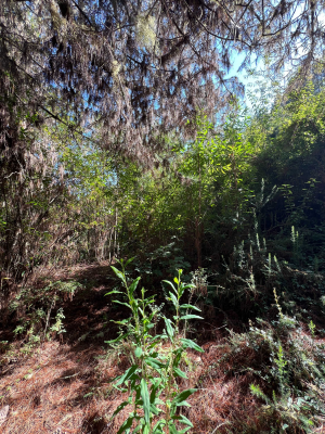 amplio-terreno-en-entorno-natural-unico-(153933)-4