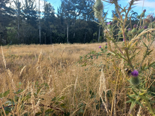 p20266928bo0-5