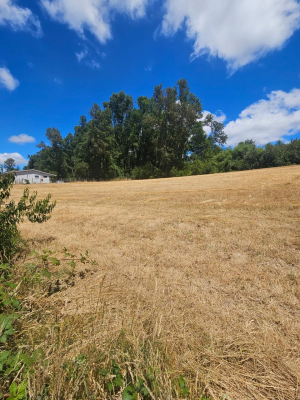 parcela-5000m2-en-villarrica-con-luz-3