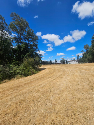parcela-5000m2-en-villarrica-con-luz-5