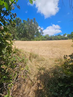 parcela-5000m2-en-villarrica-con-luz-6
