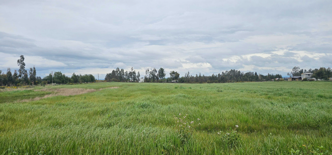 camino-temuco-chol-chol-(129530)-3