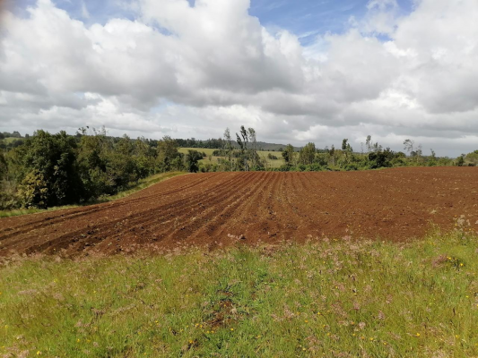 venta-de-campo-colonia-el-nady-6