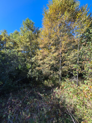 p20267266tes-7