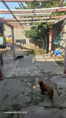 excelente-precio,-casa-de-3d-y-1b,-comuna-de-lo-8
