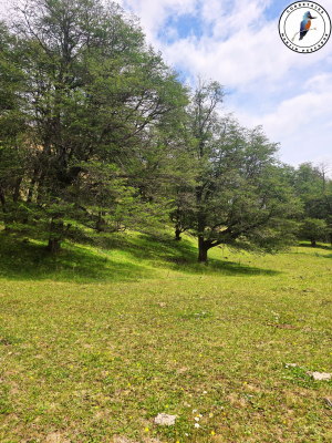 se-vende-terreno-camino-lago-atravesado-4