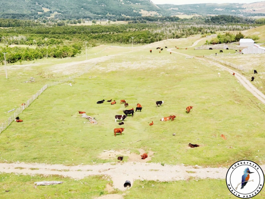 parcela-de-6ha-en-la-patagonia-9