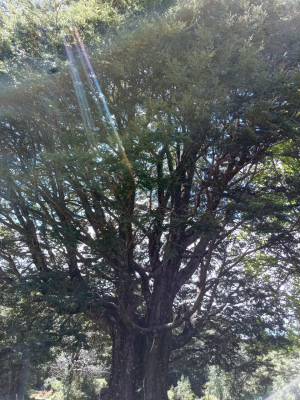 sector-pino-huacho-lican-ray,-5000-mts-con-rol-5