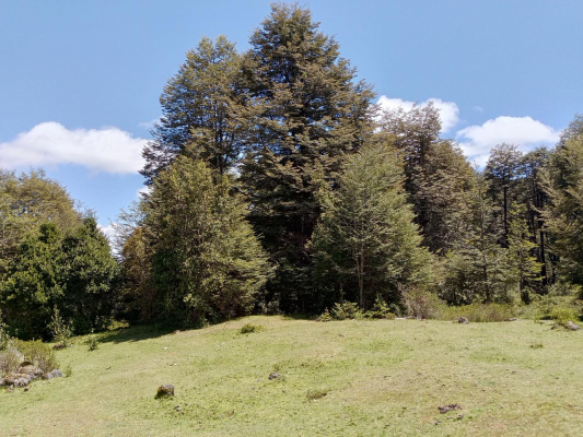 sector-pino-huacho-lican-ray,-5000-mts-con-rol-7