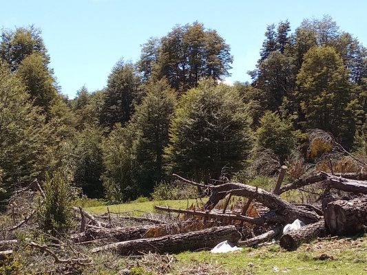 sector-pino-huacho-lican-ray,-5000-mts-con-rol-9