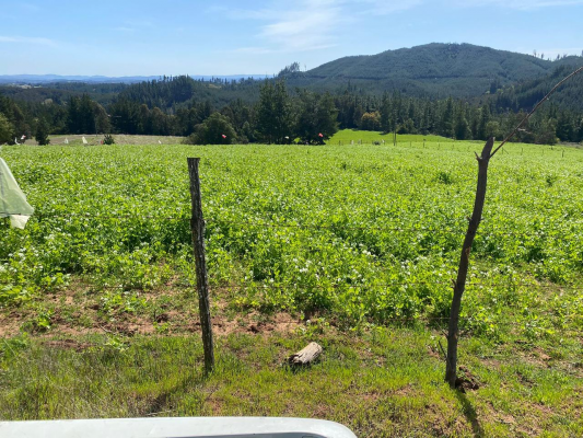 se-vende-parcela-10000-m2,-florida,-concepcion-5