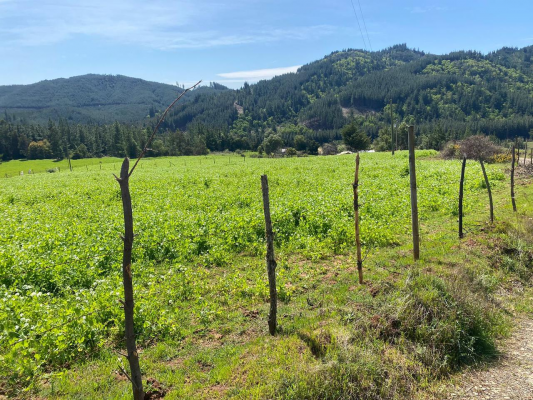 se-vende-parcela-10000-m2,-florida,-concepcion-6
