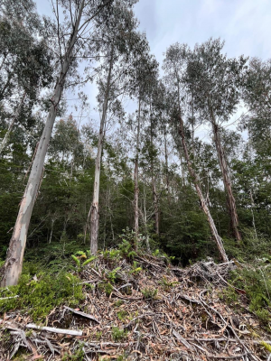 parcela-con-bosque-en-dalcahue,-a-20-min-del-ae-8