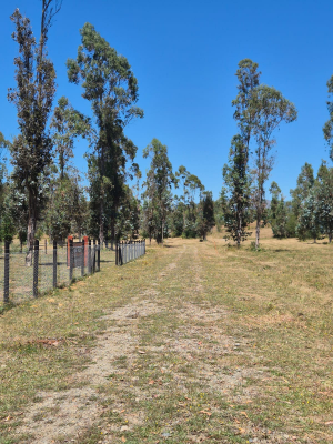 p20267508gql-6