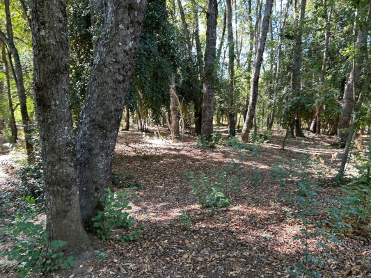 venta-terreno---sitio-4700mts-san-clemente-3
